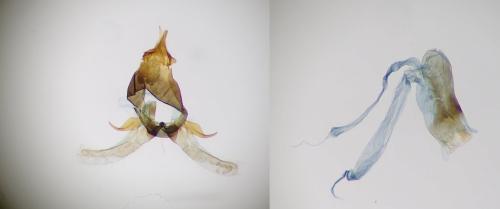 Réf. 259 543 : Platytes cerussella